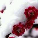 寒梅傲雪4536