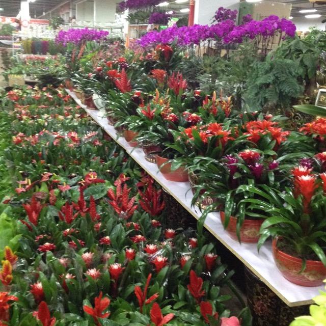 花卉绿植