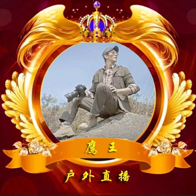 鹰王288