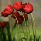 🥀幸运🌹相随🌸🌺