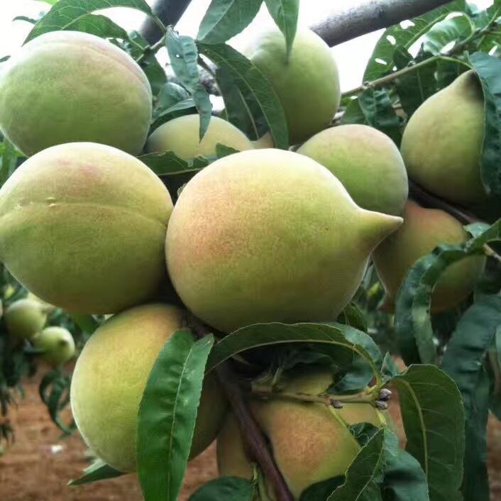 鹰嘴蜜桃虎哥
