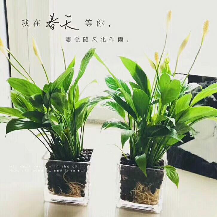 简单爱958