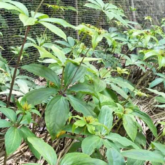 张平:农民工挖草药