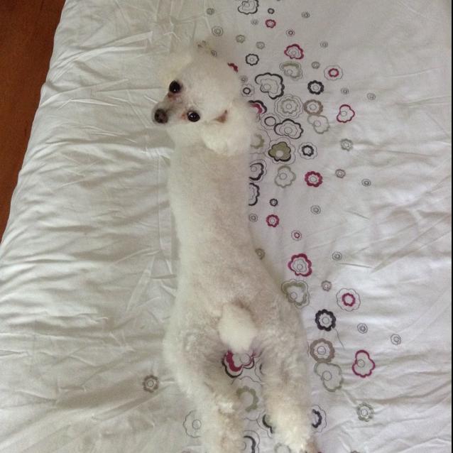 依