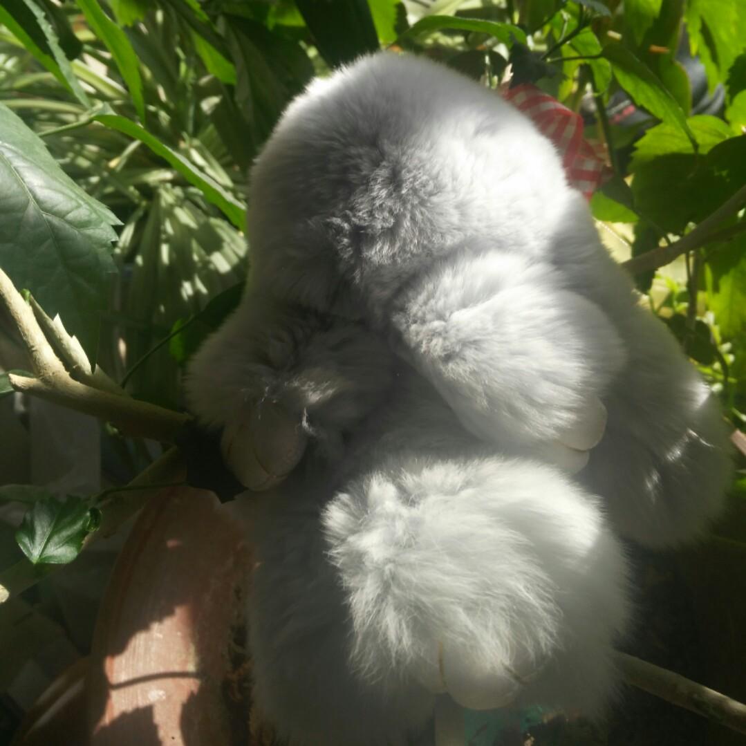 灰家三少