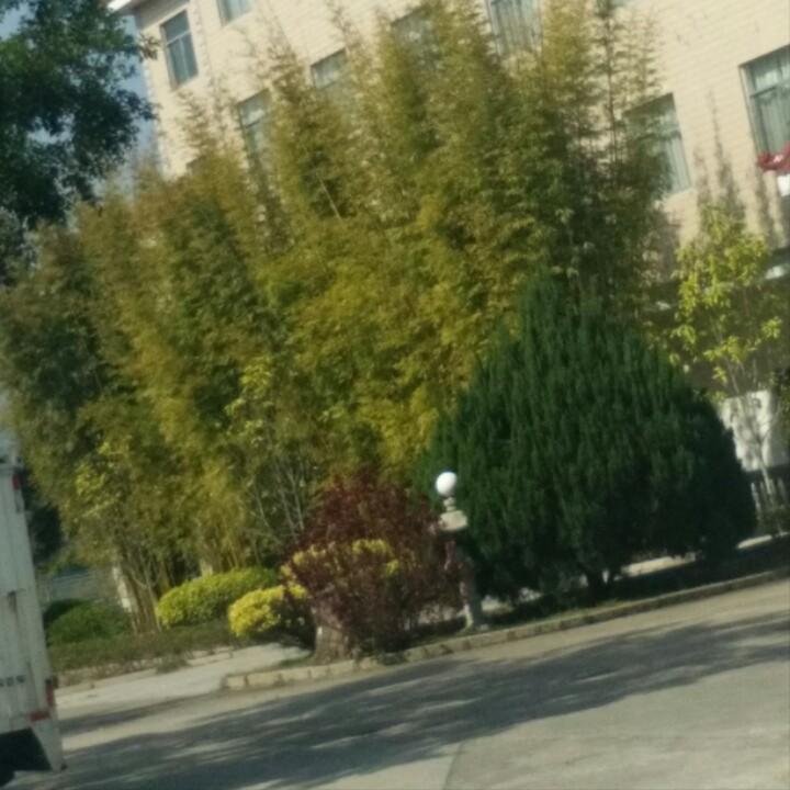 林家二姑