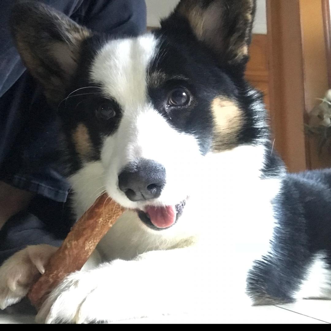 勇敢羊羊不怕困难