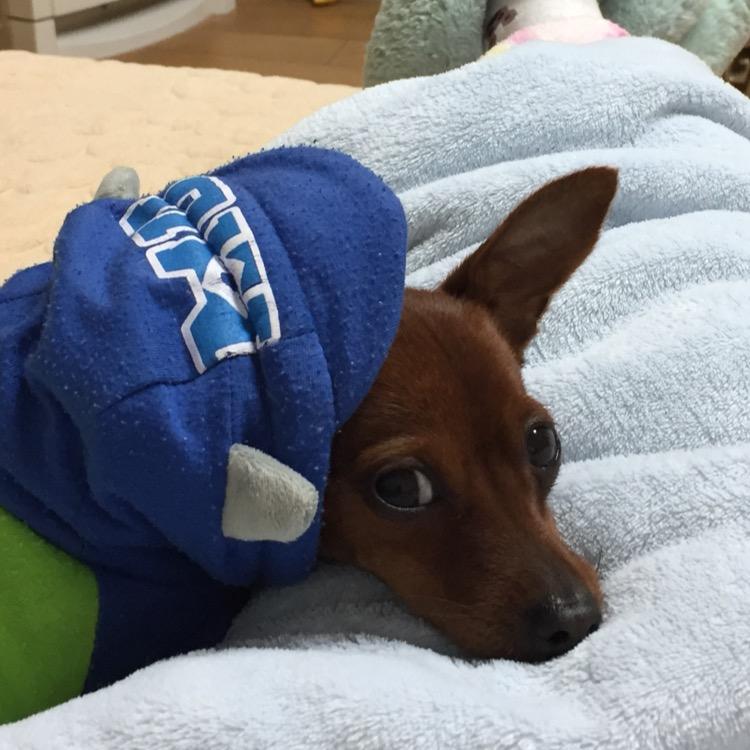 水中鱼🐟