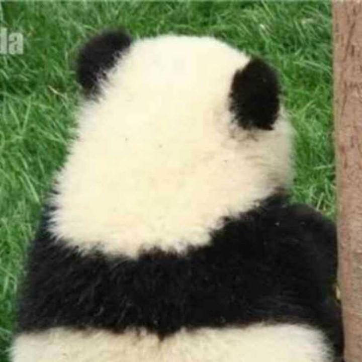 噢耶