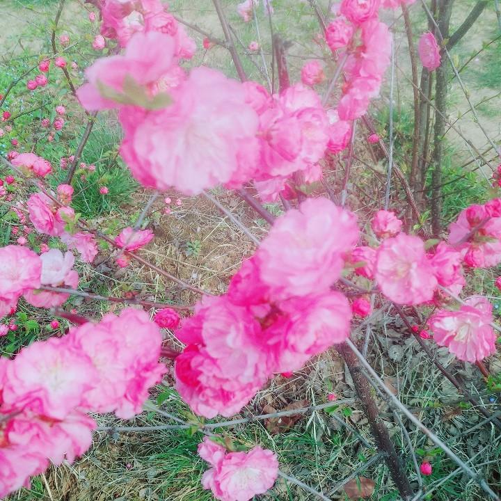 王夏锋