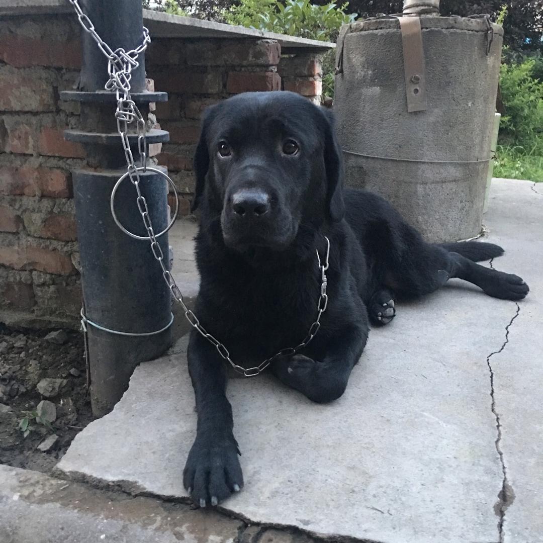 我的青春给了狗