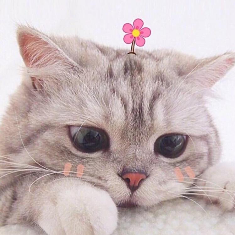 豆豆猫