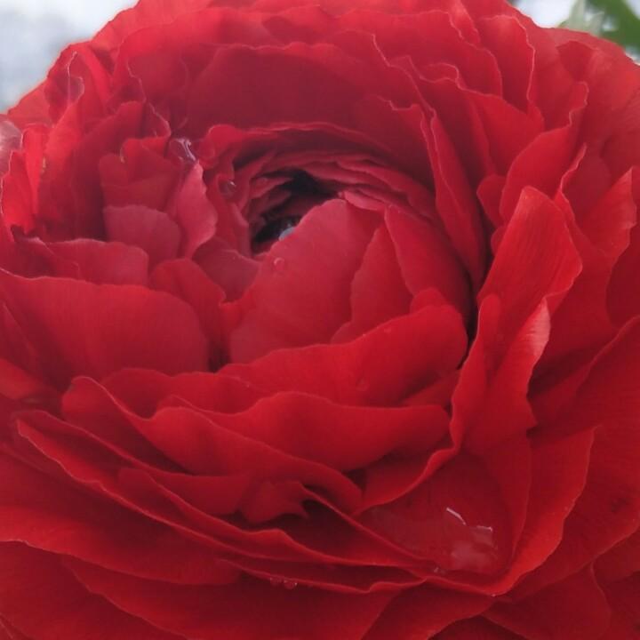 幸福花