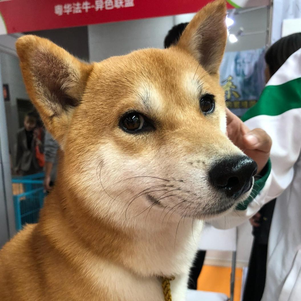 小柴啊啊哈