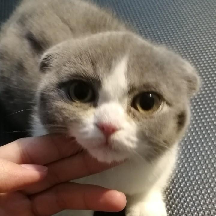 猫叔叔