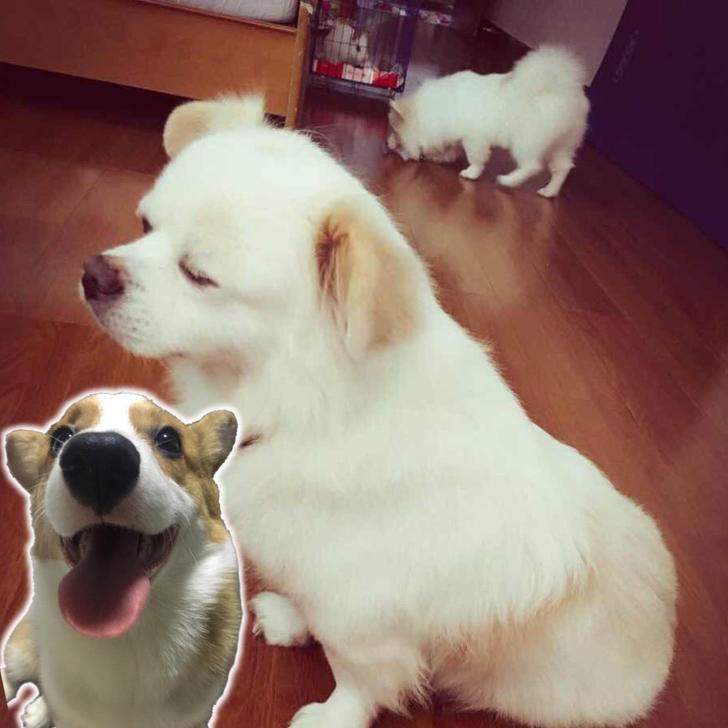 🐾那个粒🐾