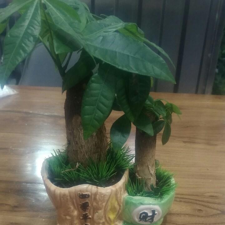 小小豆豆豆
