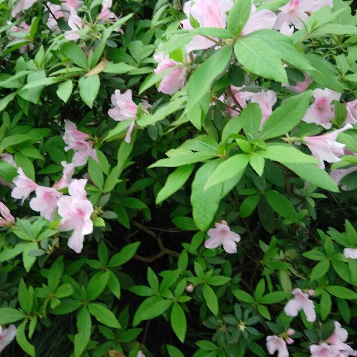 朝霞