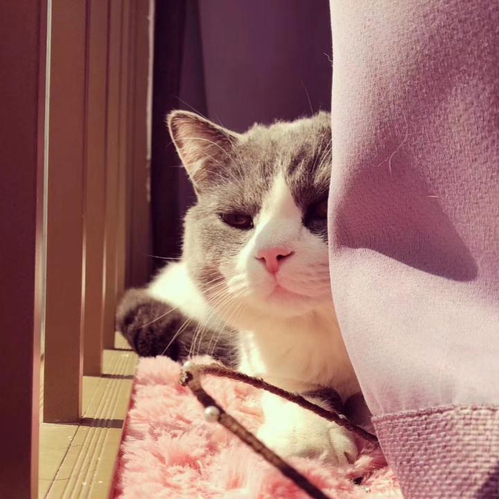玩具种草猫