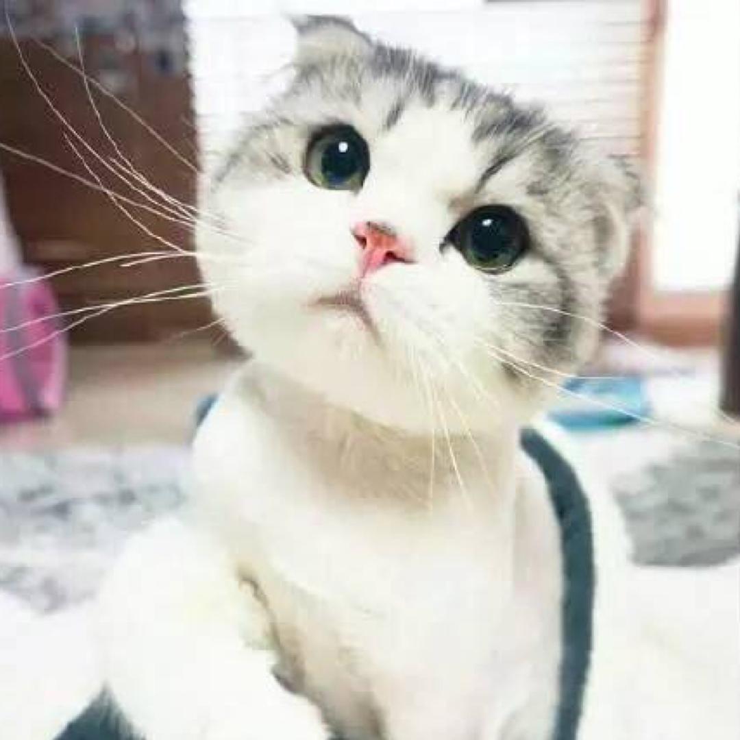 落叶