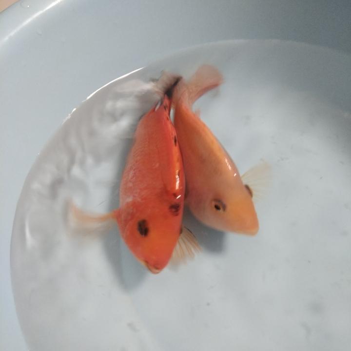 蓝色夏天