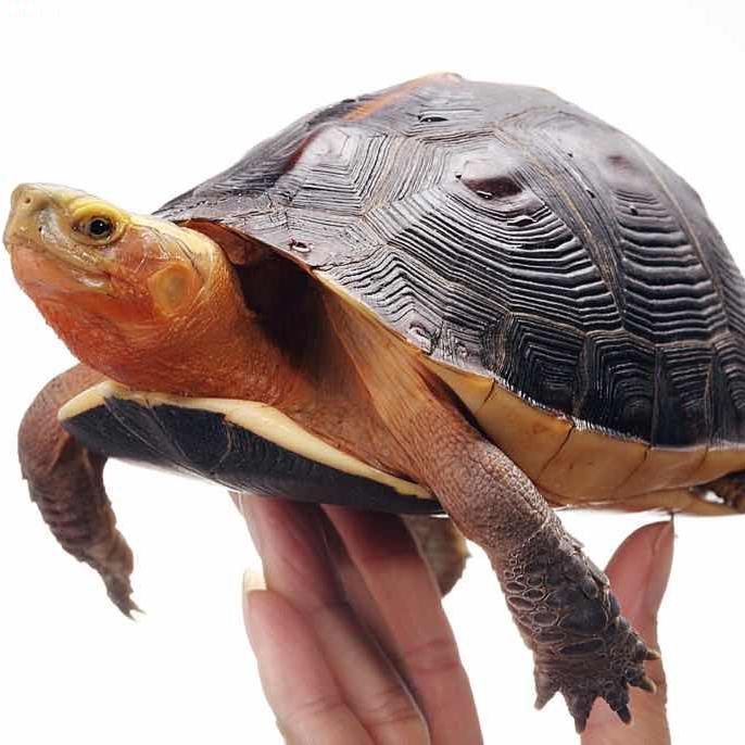 一只乌龟🐢