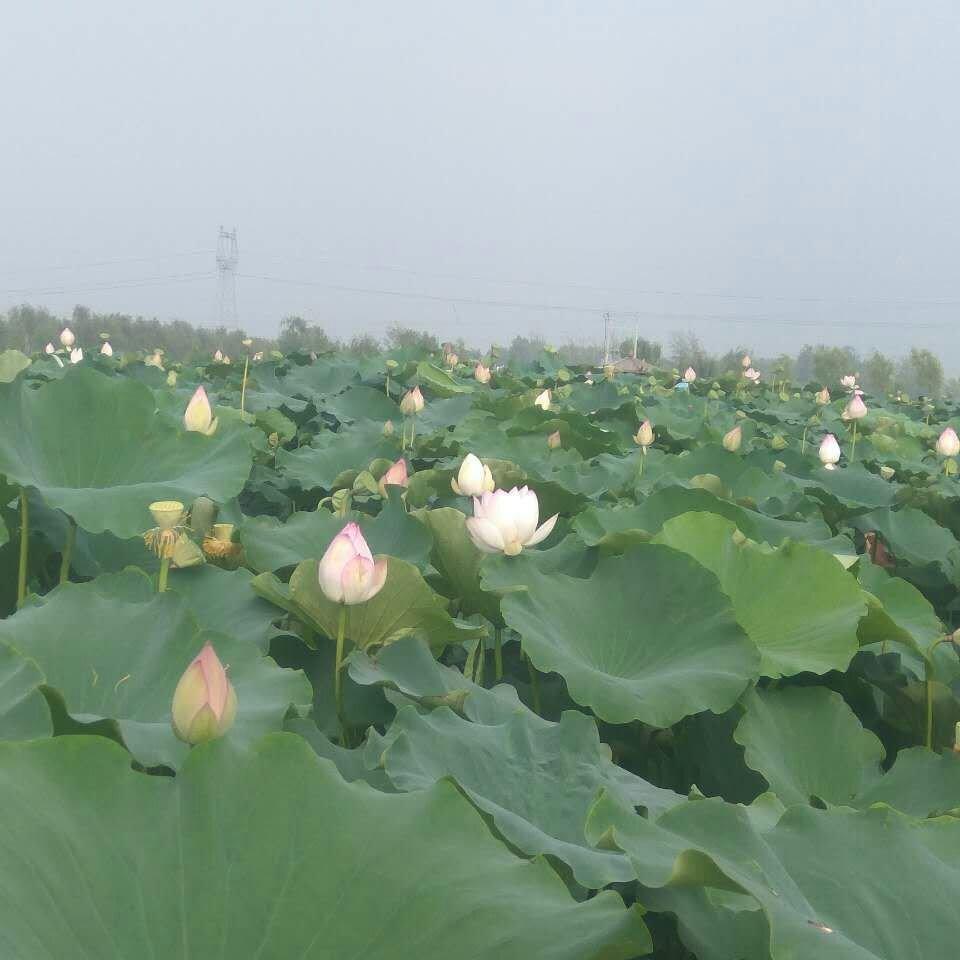 永林