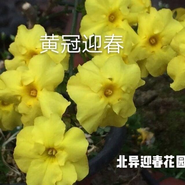 迎春花新品种大全-北异