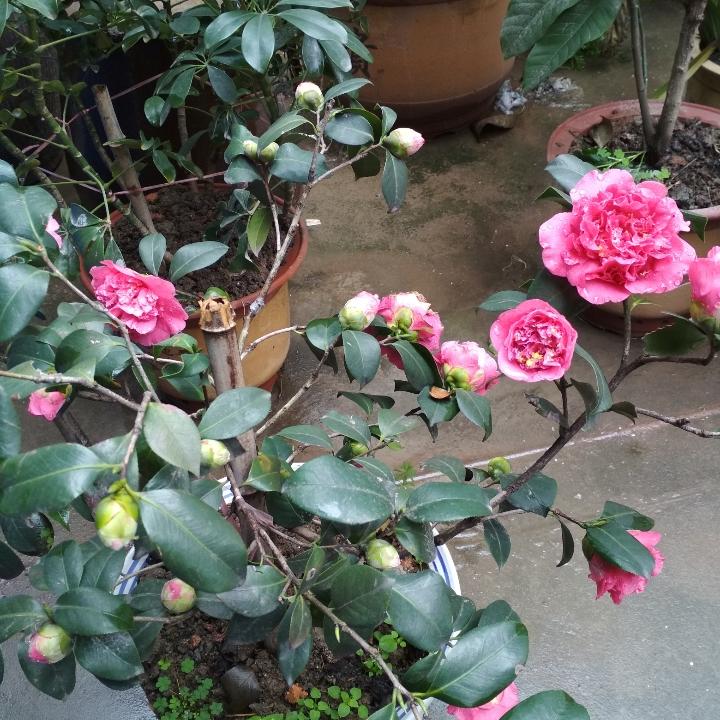 小华（拒绝私聊）