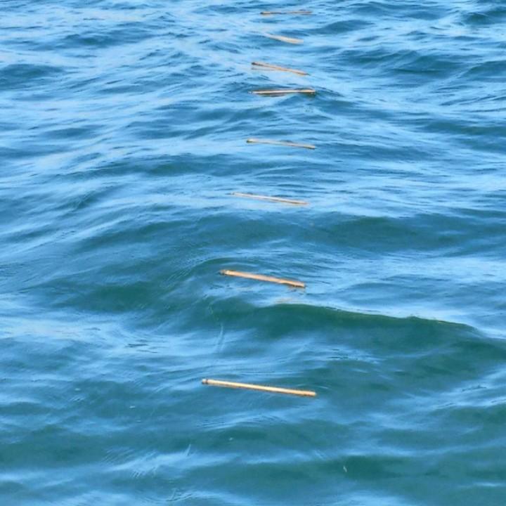 赶海钓鱼