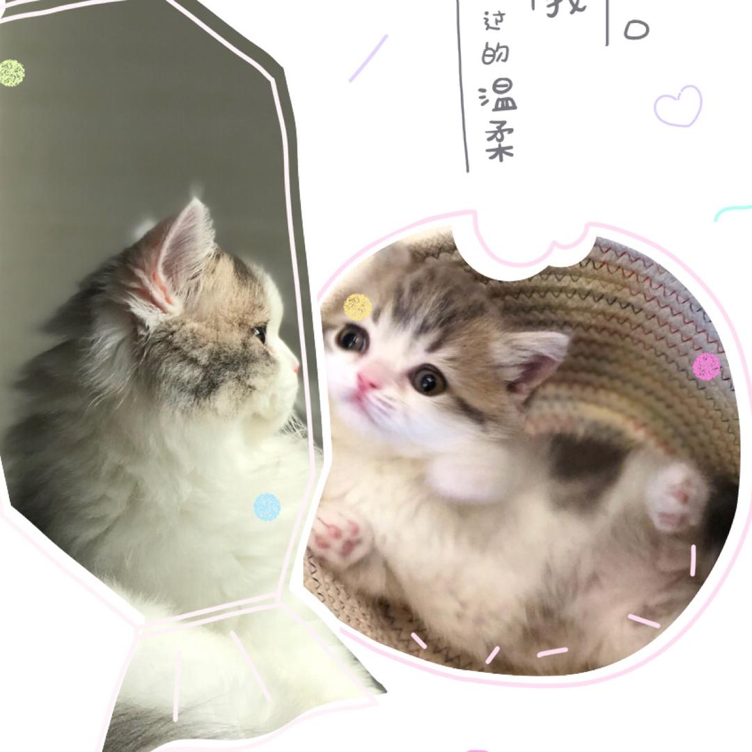 棉花大师养成计划