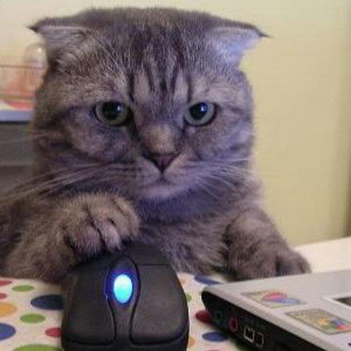 喵咪猫