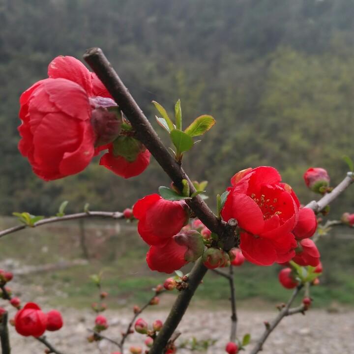 长阳绿匠园艺盆景园