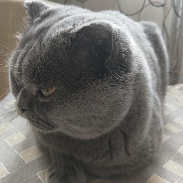 夜电