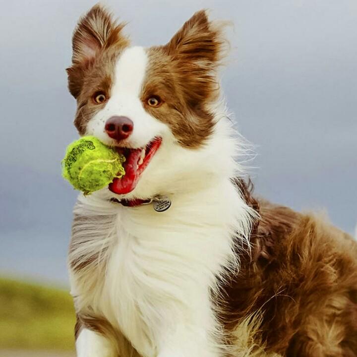 solo