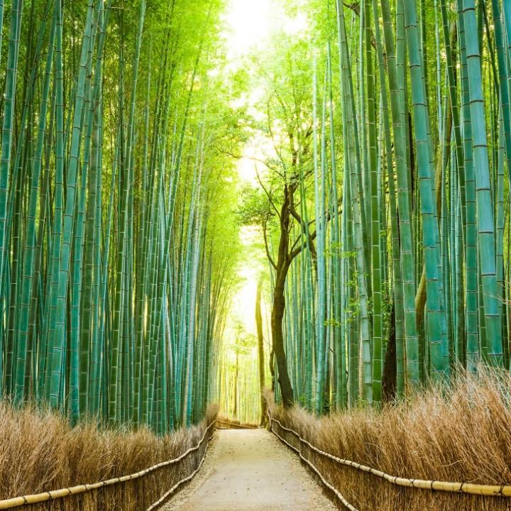 淡紫色回忆