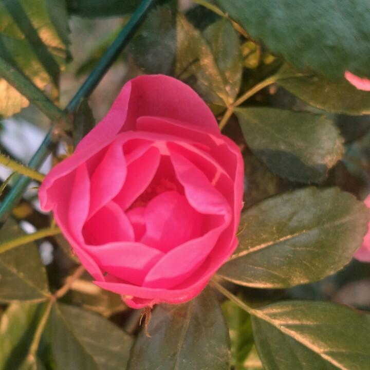 小花