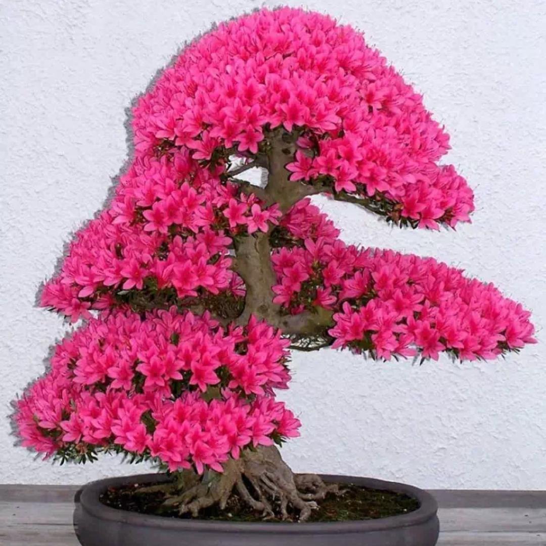 白天不懂夜的黑
