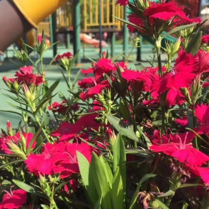 思夏