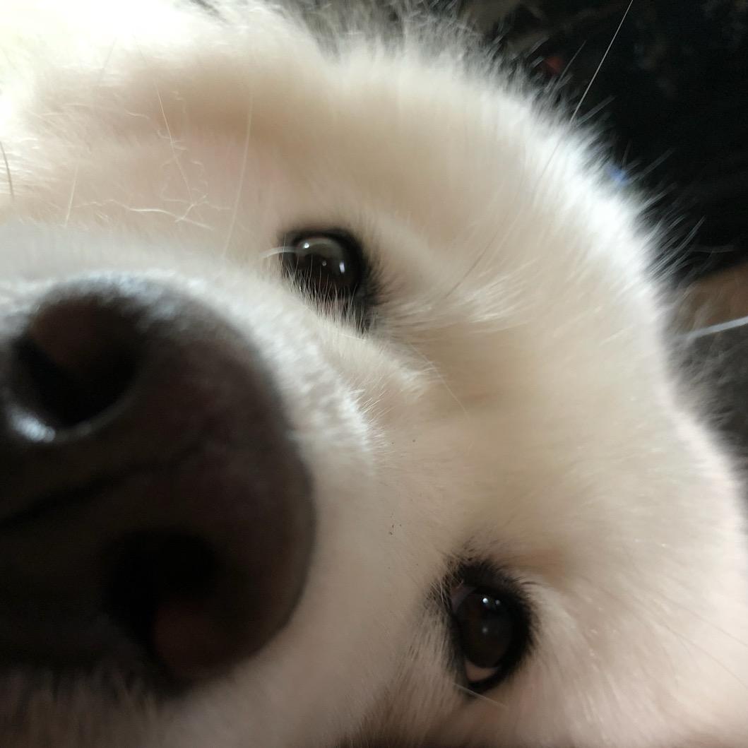 桂圆不圆