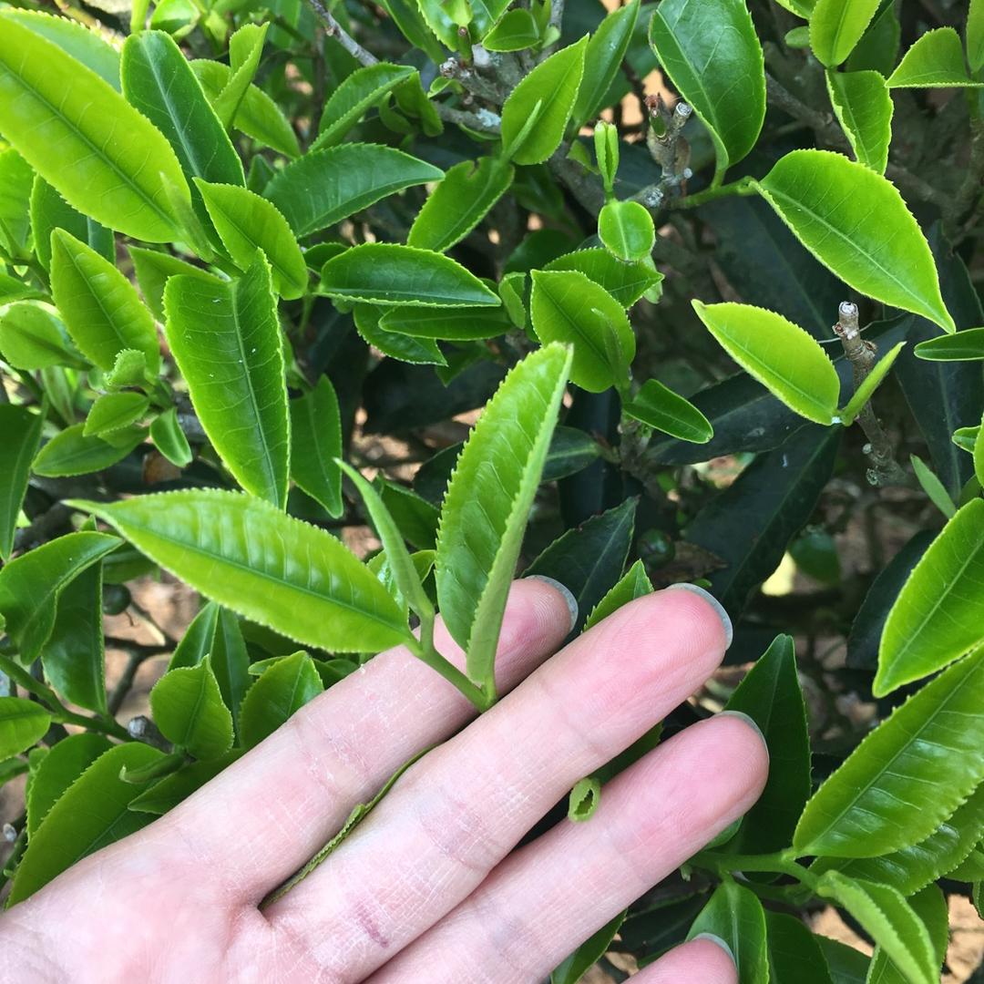 蝉衣