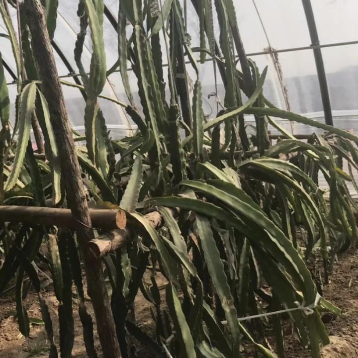 面团小哥