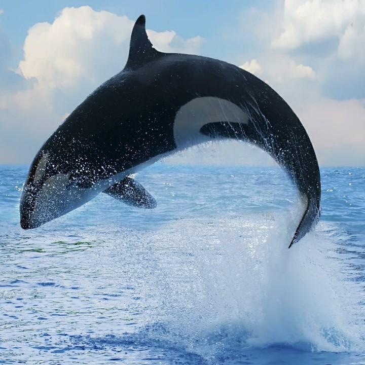 弱水三千