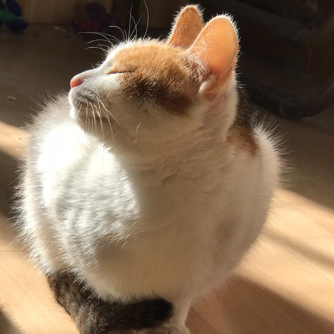 猫🐱娜
