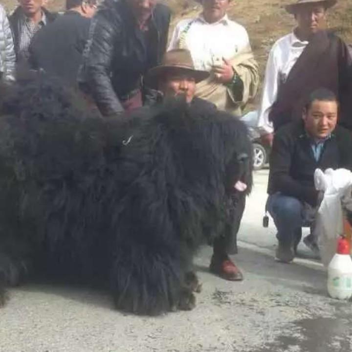 达娃本科