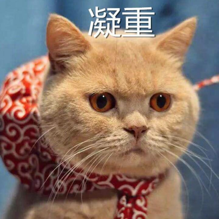 乔木🐈