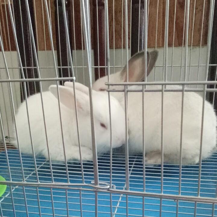 开心甜甜圈