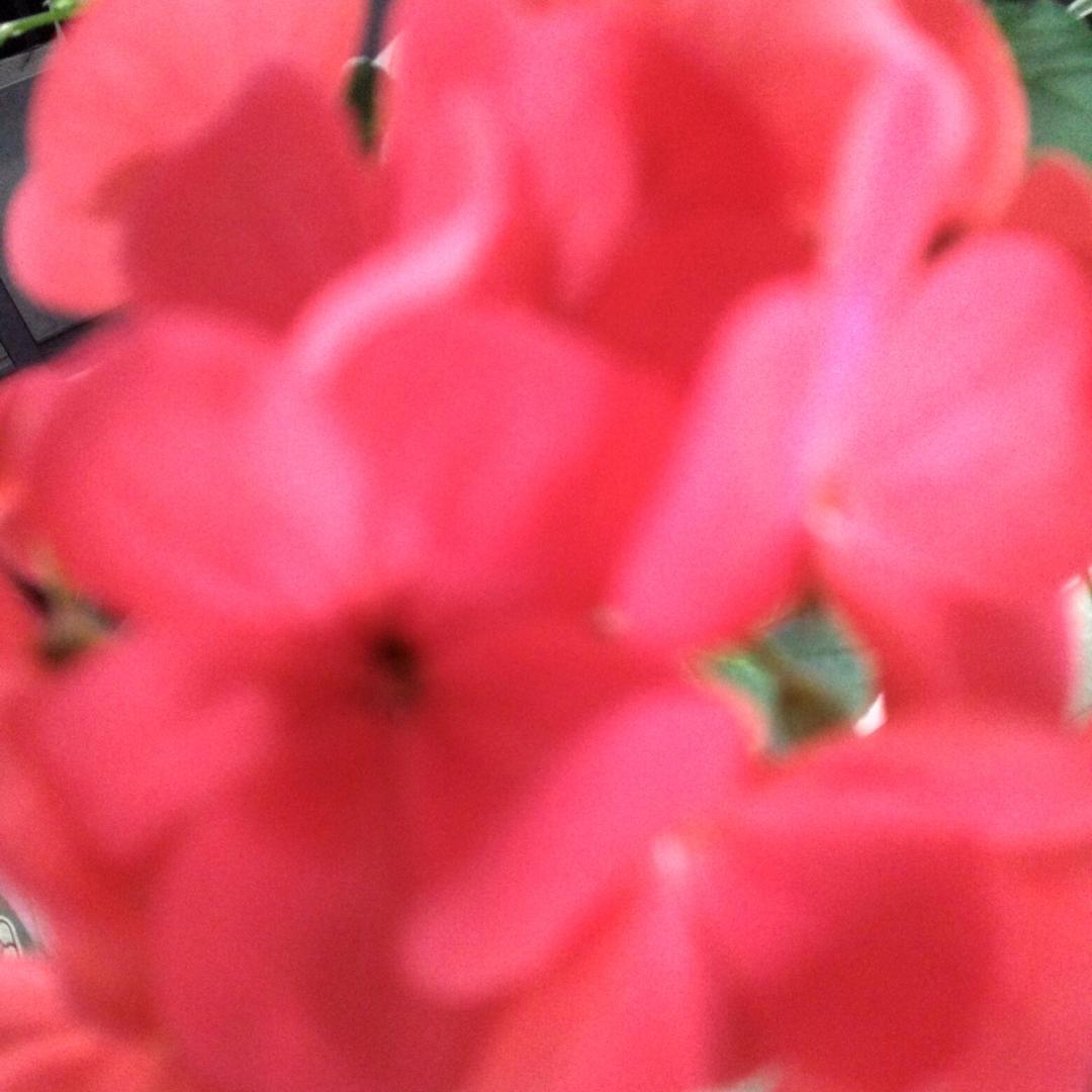 花开吉祥xin