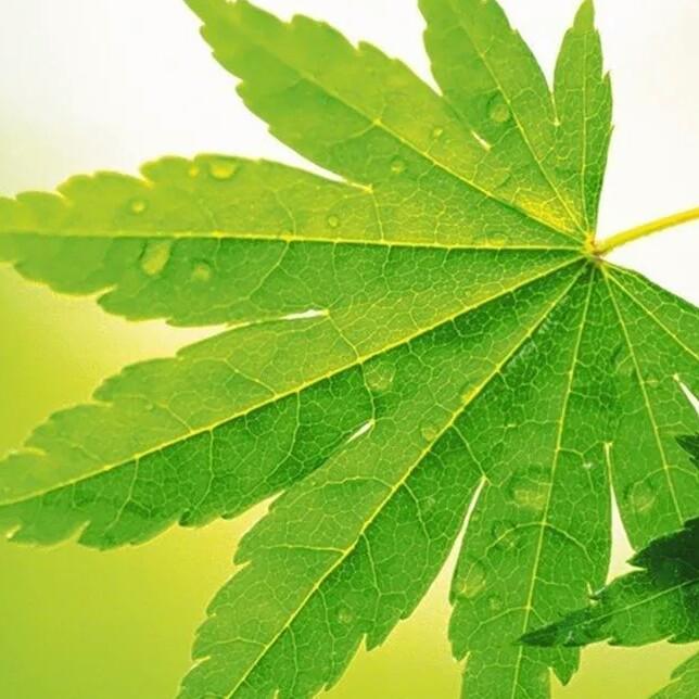 岁月静好Ⅴ花友相聚