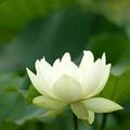 清訫_35902